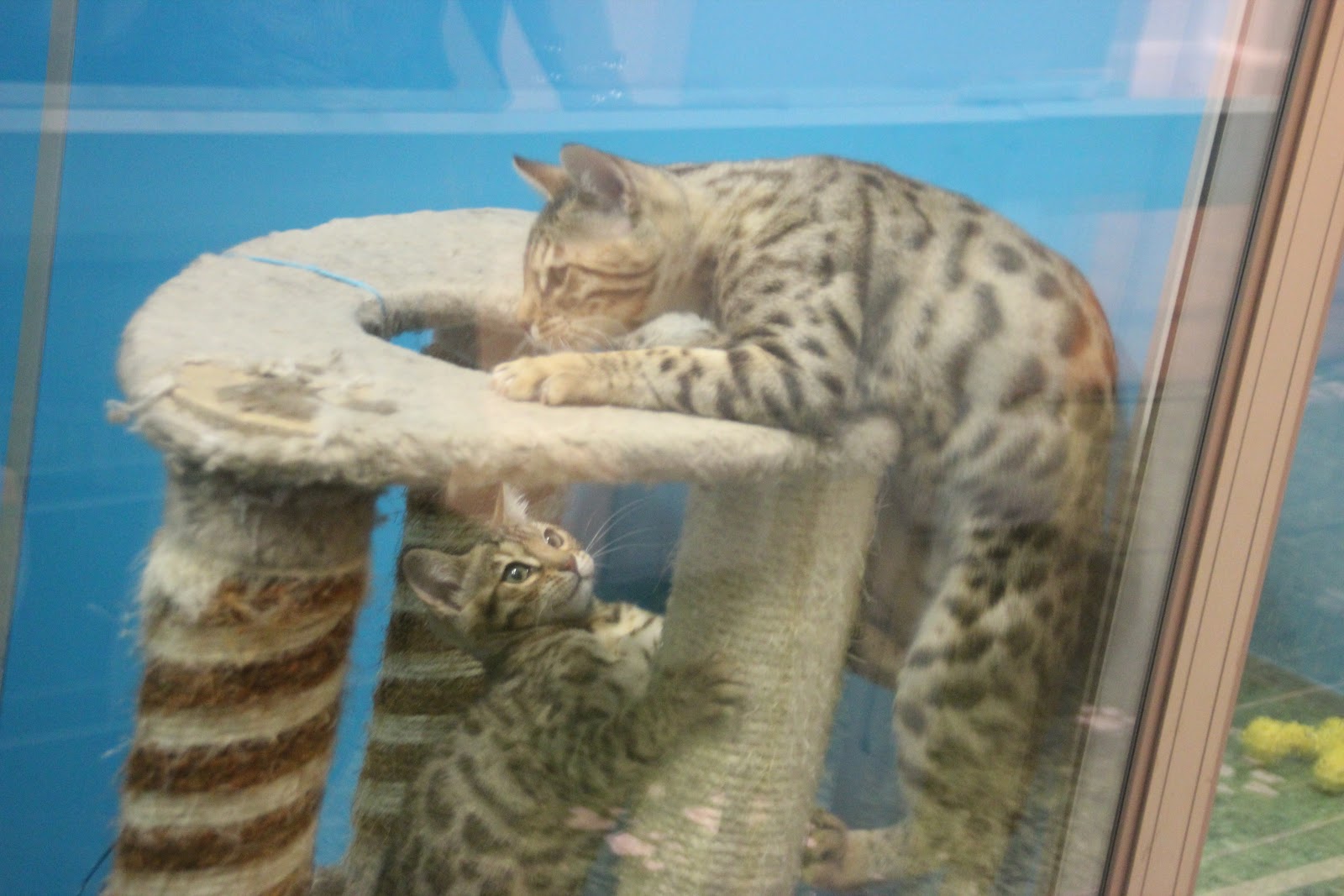 The Mr. Hunter Wall Harrods Pet Kingdom