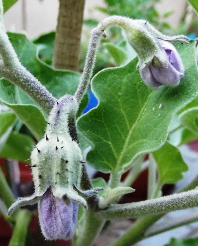 Roots 'n' Shoots Eggplant How To Grow Fruit of the Month