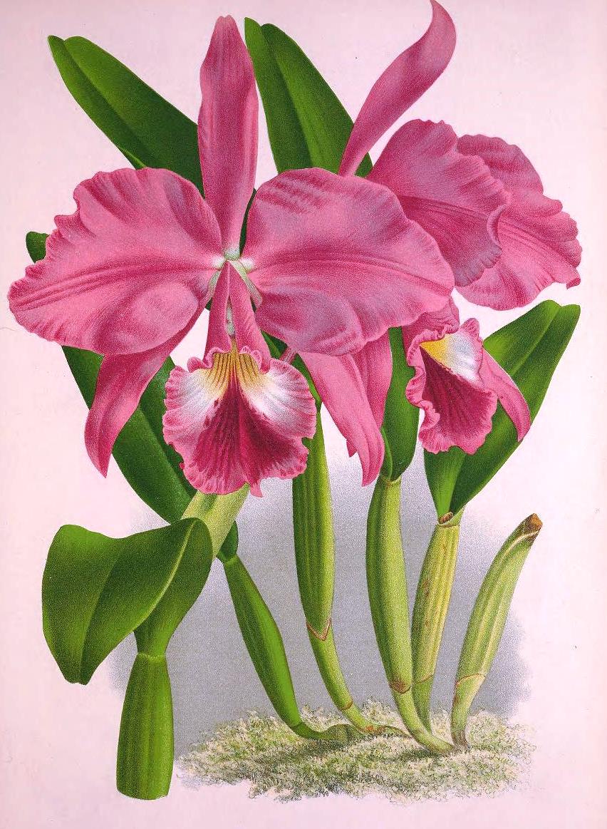 olímpia reis resque caprichosas orquídeas