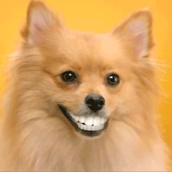 Dog Dentures