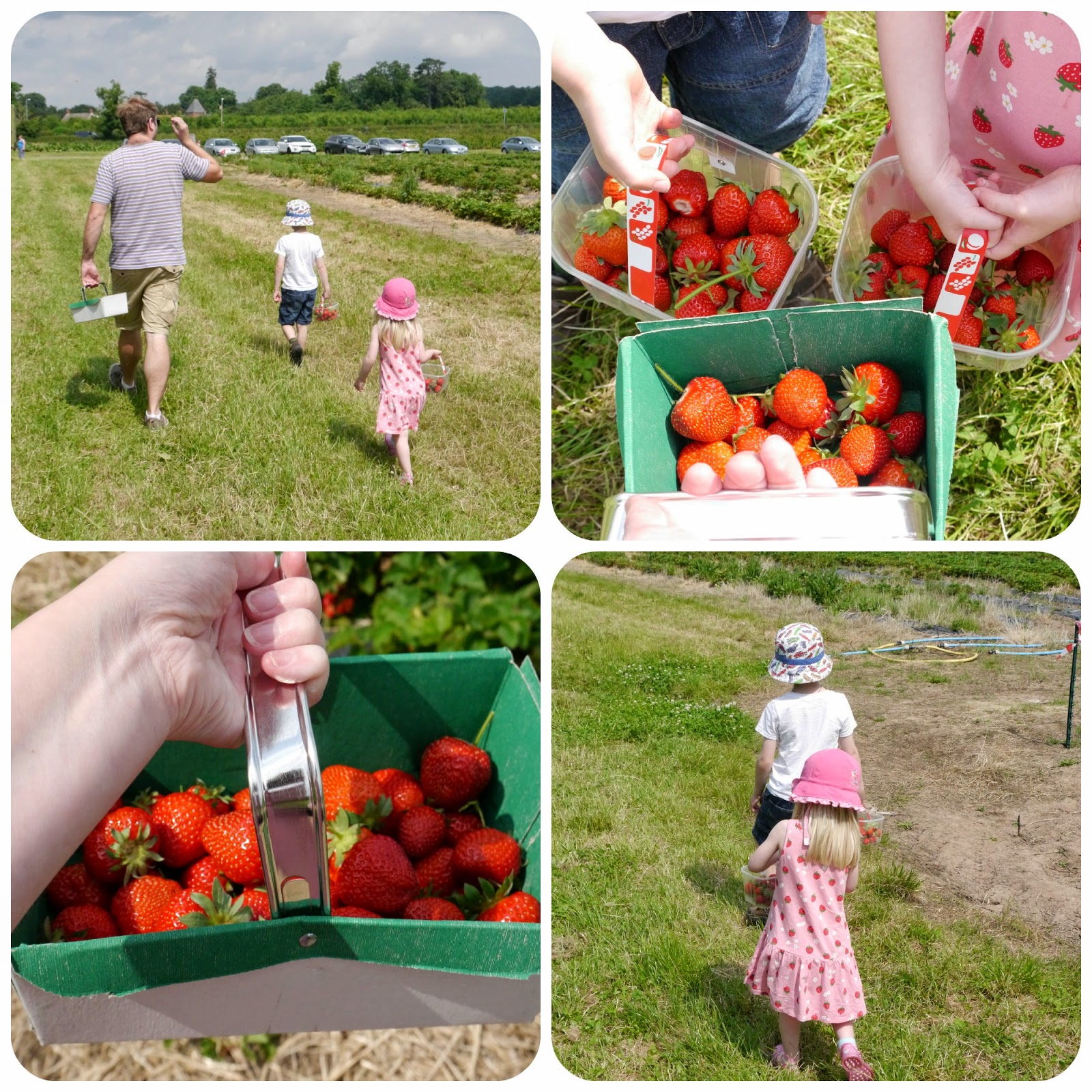 Strawberry Picking Fun The Mummy Diary