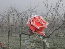 Uma Rosa coberta de Geada