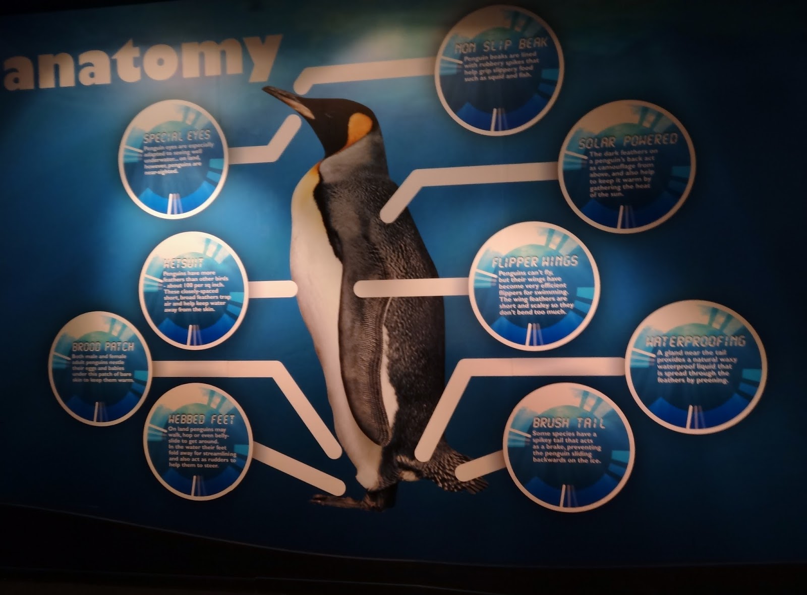 Stu @ the Zoo: In Focus - Penguins