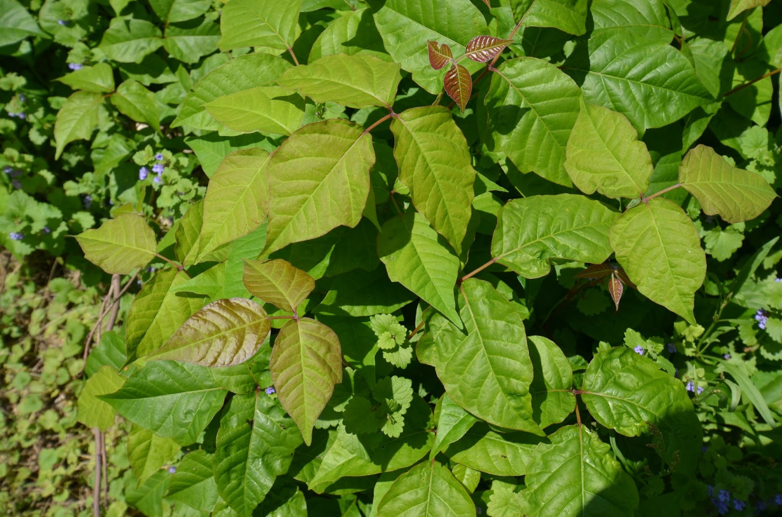 Glastonbury Bittersweet Battlers: Invasive Plants Journal: Poison Ivy