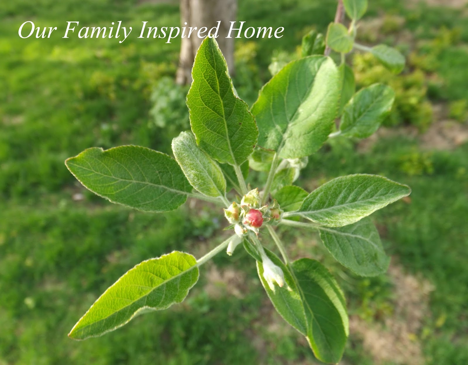 Our Family Inspired Home Apple Turnovers