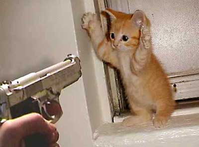 cat+burglar+mean+kick+kitty+kitten+kill+hurt.jpg