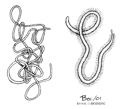 download nematomorpha in humans download nematomorpha in humans
