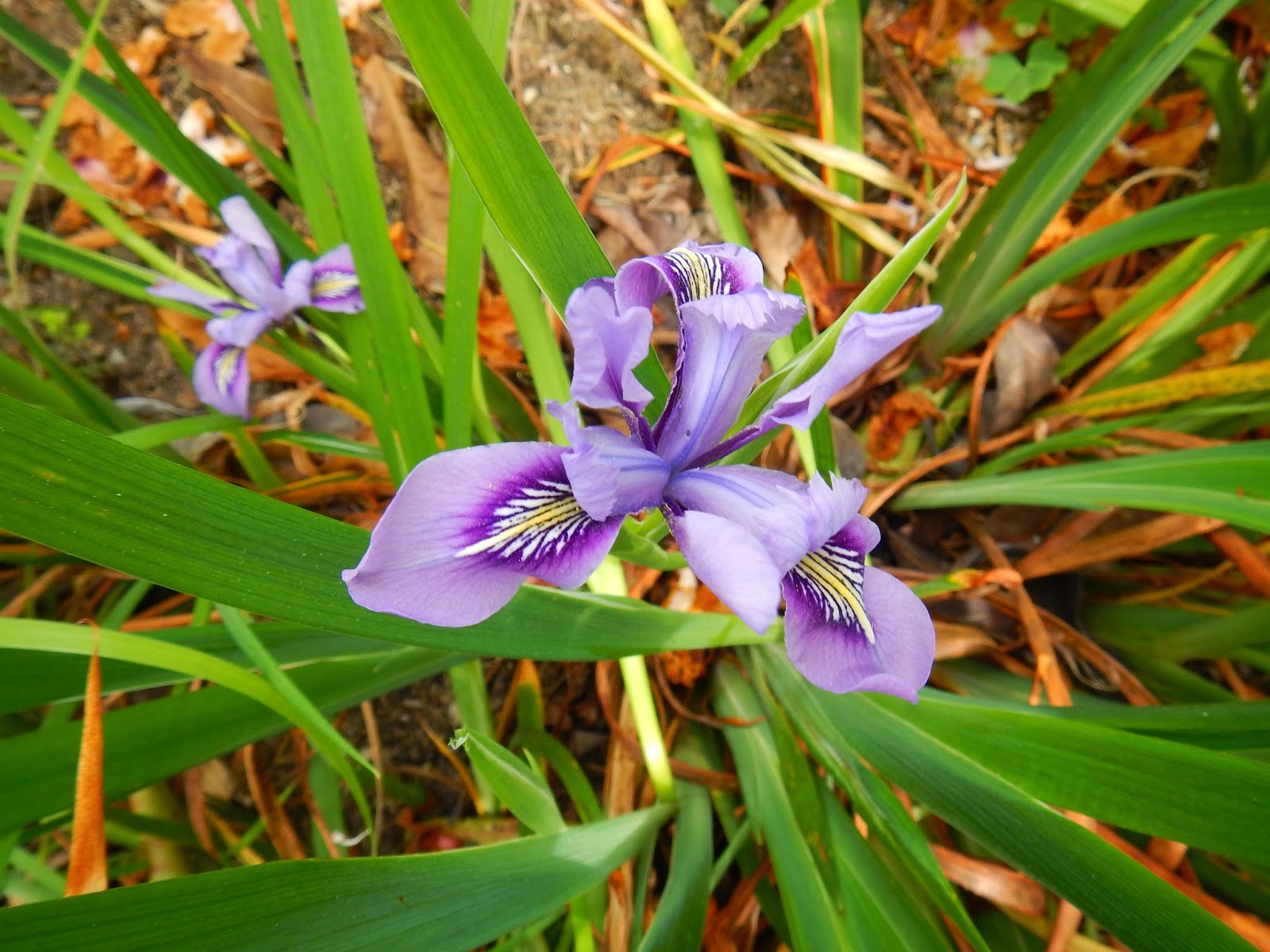Transplanting Iris Plants medicalfasr