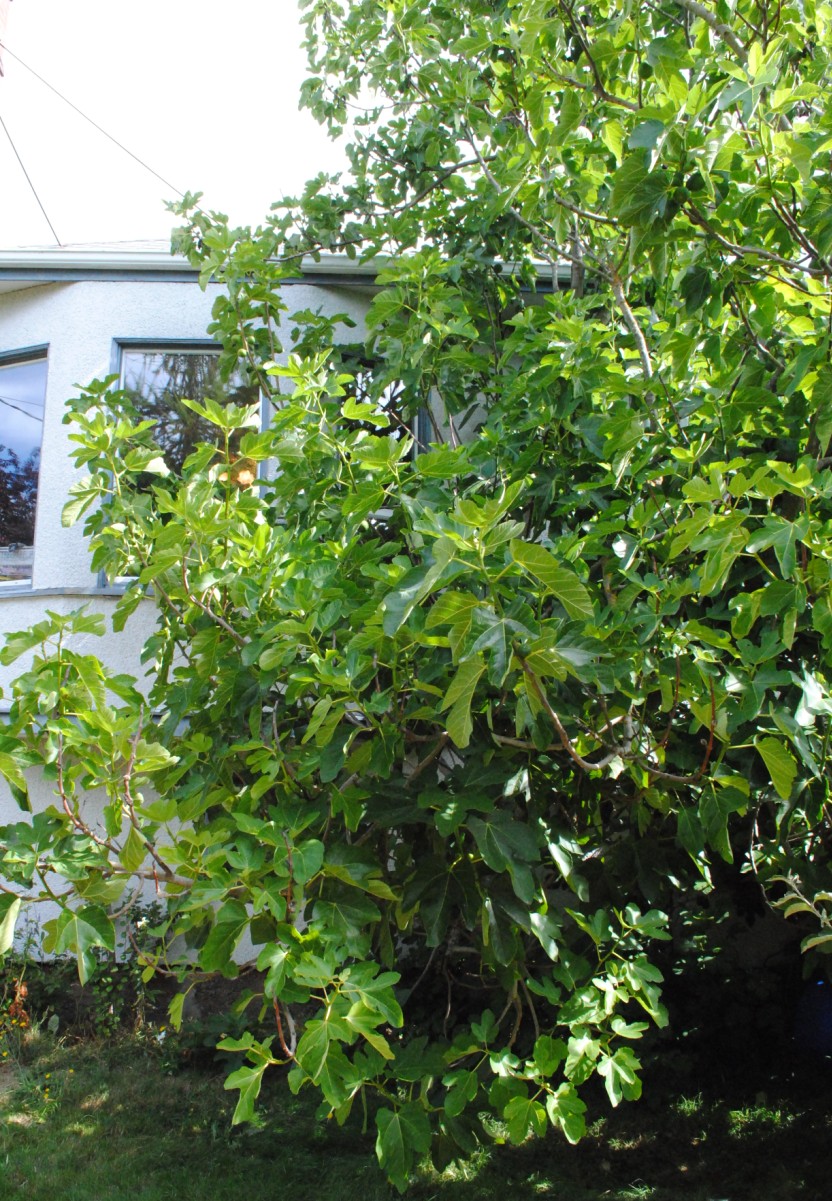 Victoria Vision Figs