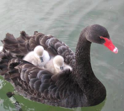 http://1.bp.blogspot.com/-0wrbjBGC9SY/UDhYskDR14I/AAAAAAAAMYc/fD7cgWEhvjw/s1600/Funny+Animal+Mothers+Love_1.jpg