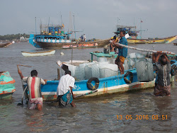 The Fishing Industry of Arnala Fishing Village.