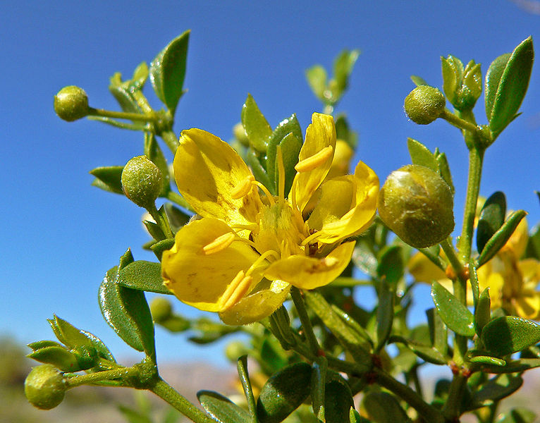 Wild Herb Ways Creosote Bush Way
