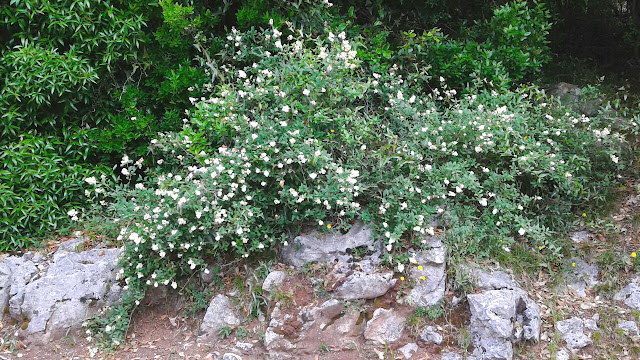 Jardinería con autóctonas