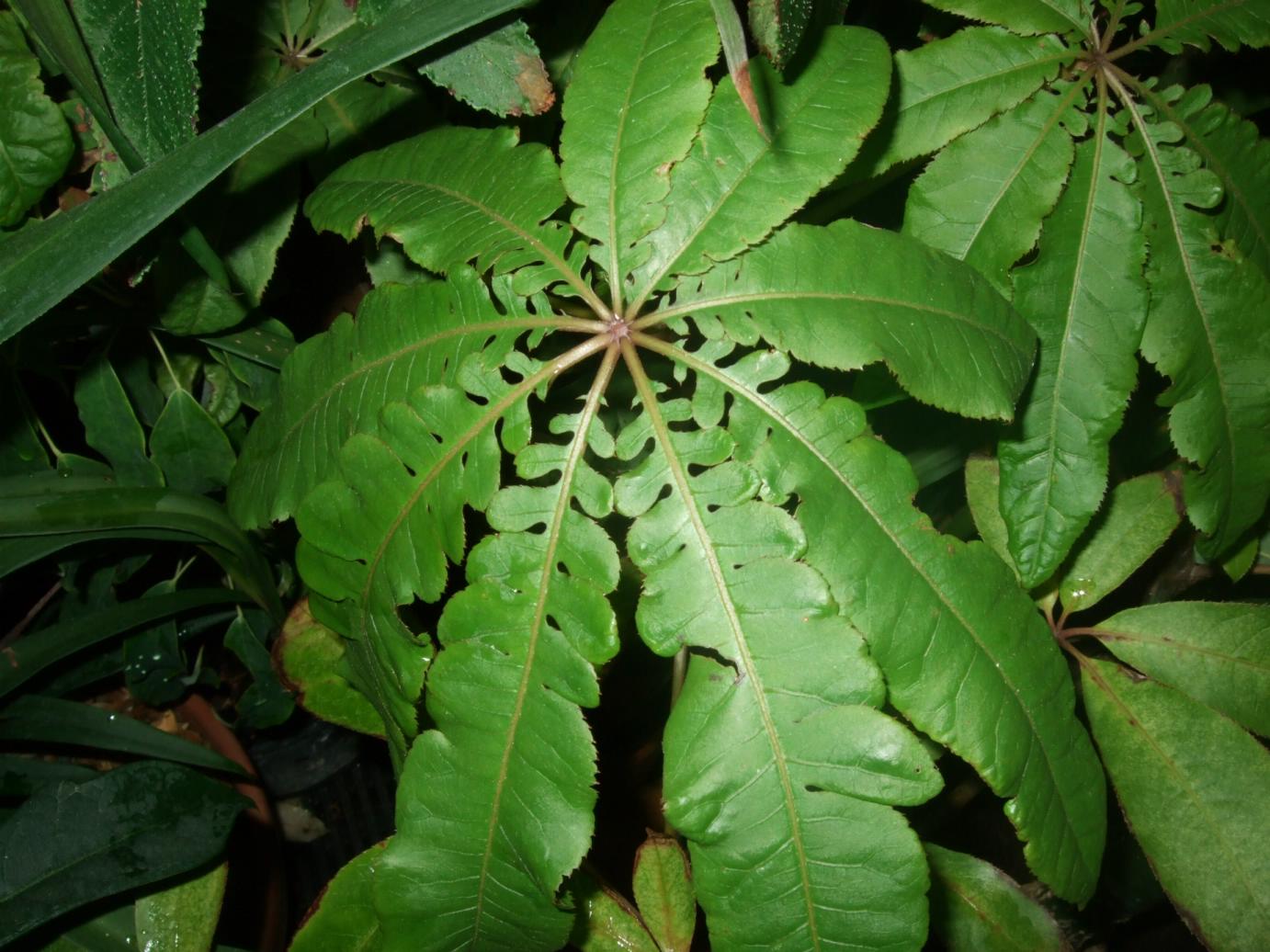 Plants Blog Owen Byrom Buddleia Davidii