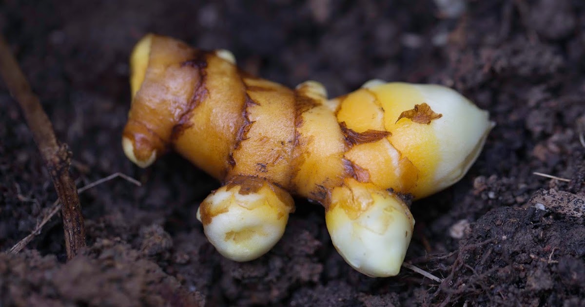 Hawaii Horticulture `Ōlena Hawaiian for Turmeric