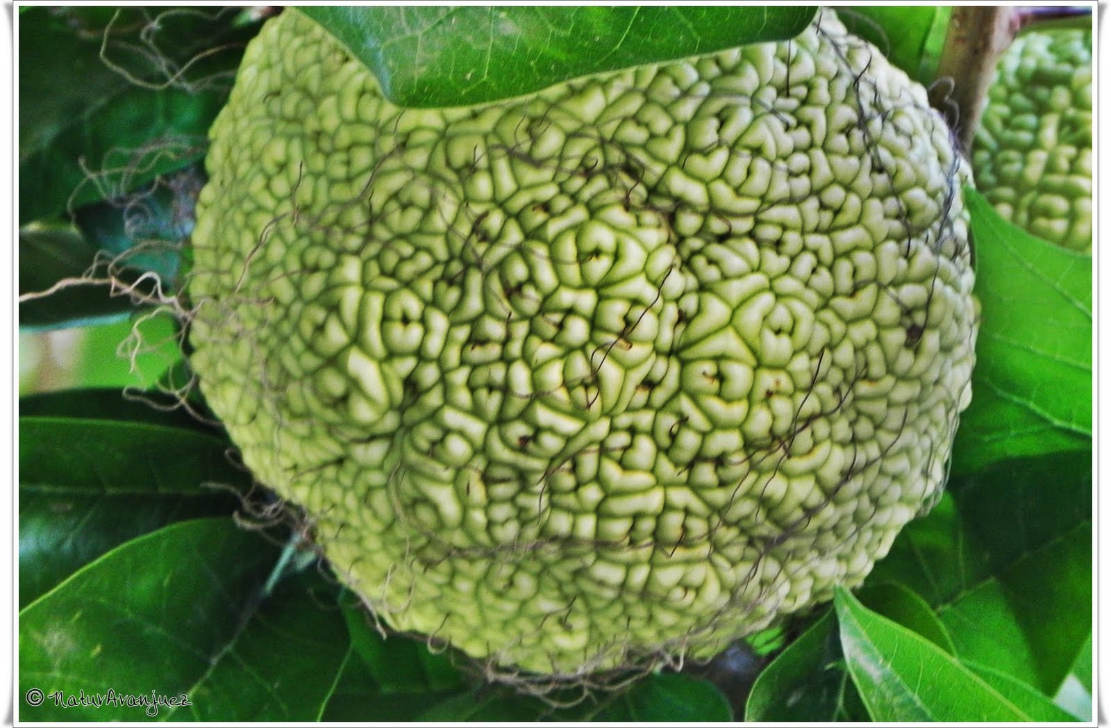 NaturAranjuez: Maclura pomifera