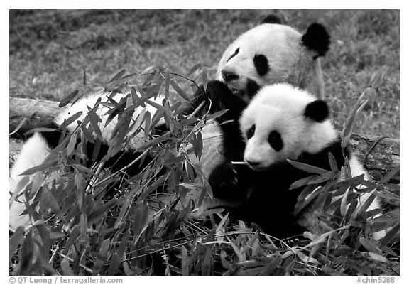 Gambar Dan Foto Lucu Panda Serta Asal Usul Panda Gambar Dan Foto Lucu Panda Serta Asal Usul Panda
