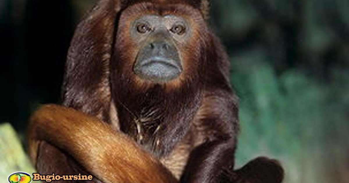 Mamíferos Bugioursine (Alouatta arctoidea)