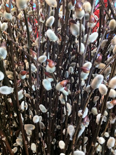 Pussy Willow at Stein Your Florist Co.