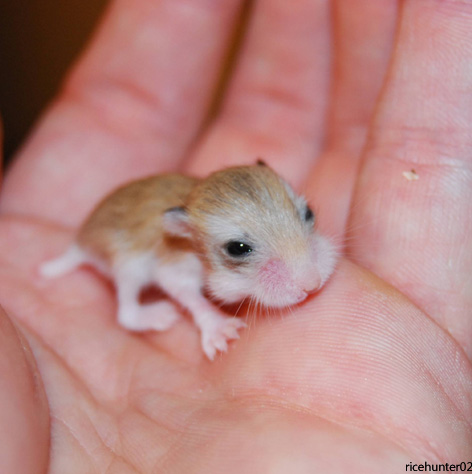 Really Small Is The New Big 연예인화보 움짤 블로그 갓 태어난 아기 햄스터 대박귀여움 Really Small Is The New Big 연예인화보 움짤 블로그 갓 태어난 아기 햄스터 대박귀여움