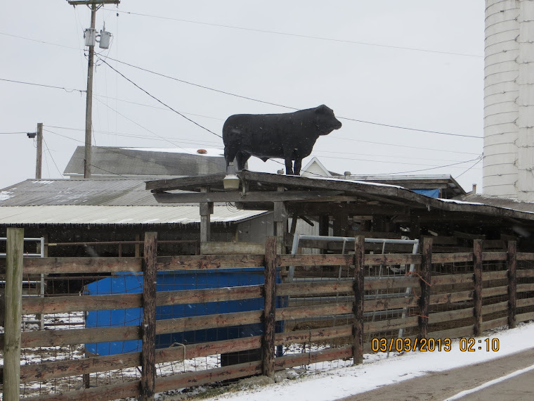 How the hell that bull get on that shed roof ?