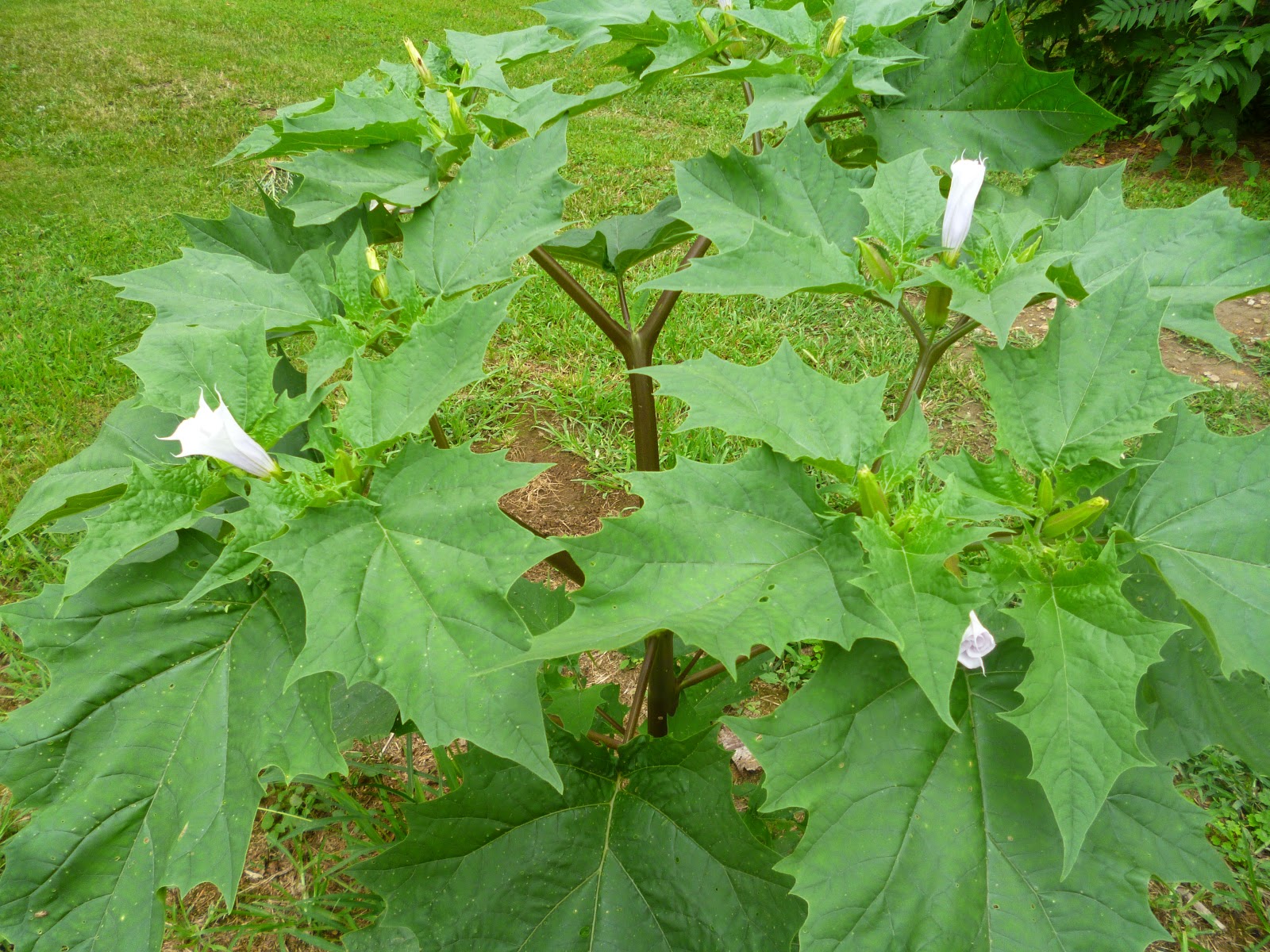 darlaville identified that big weed