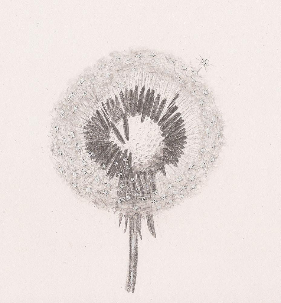 Drawing Of Dandelion