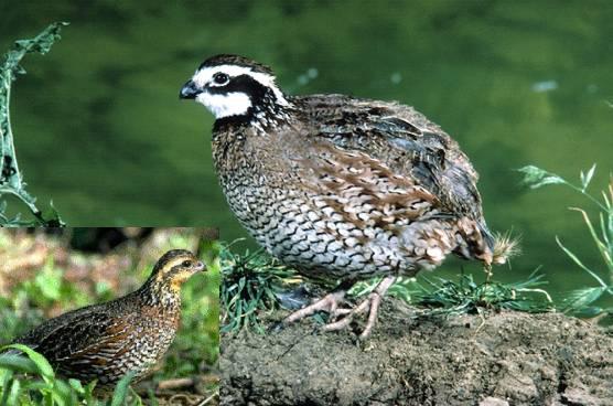 A Quail
