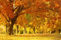Autumn Oak Trees1