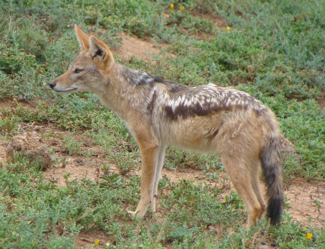 Jakal ~ Animals Images