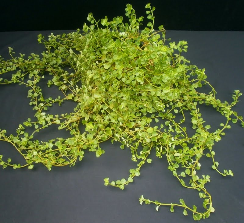 Plants are the Strangest People List Plants Which