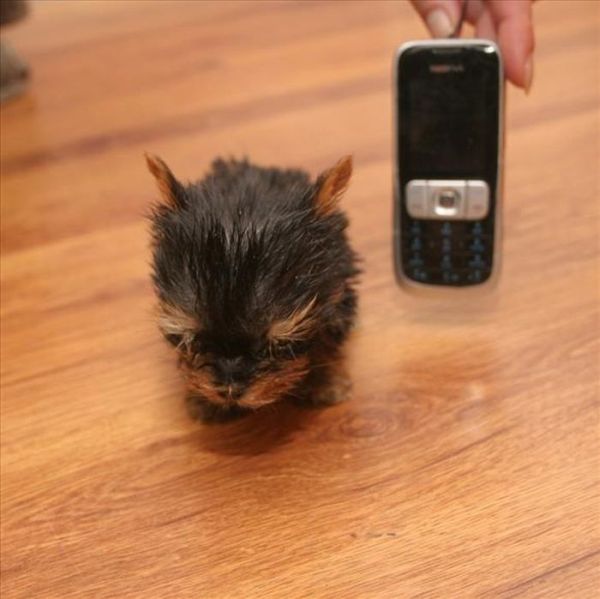 World's Smallest Dog In The World Photos All