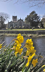 The Daffs are in Bloom, at Last