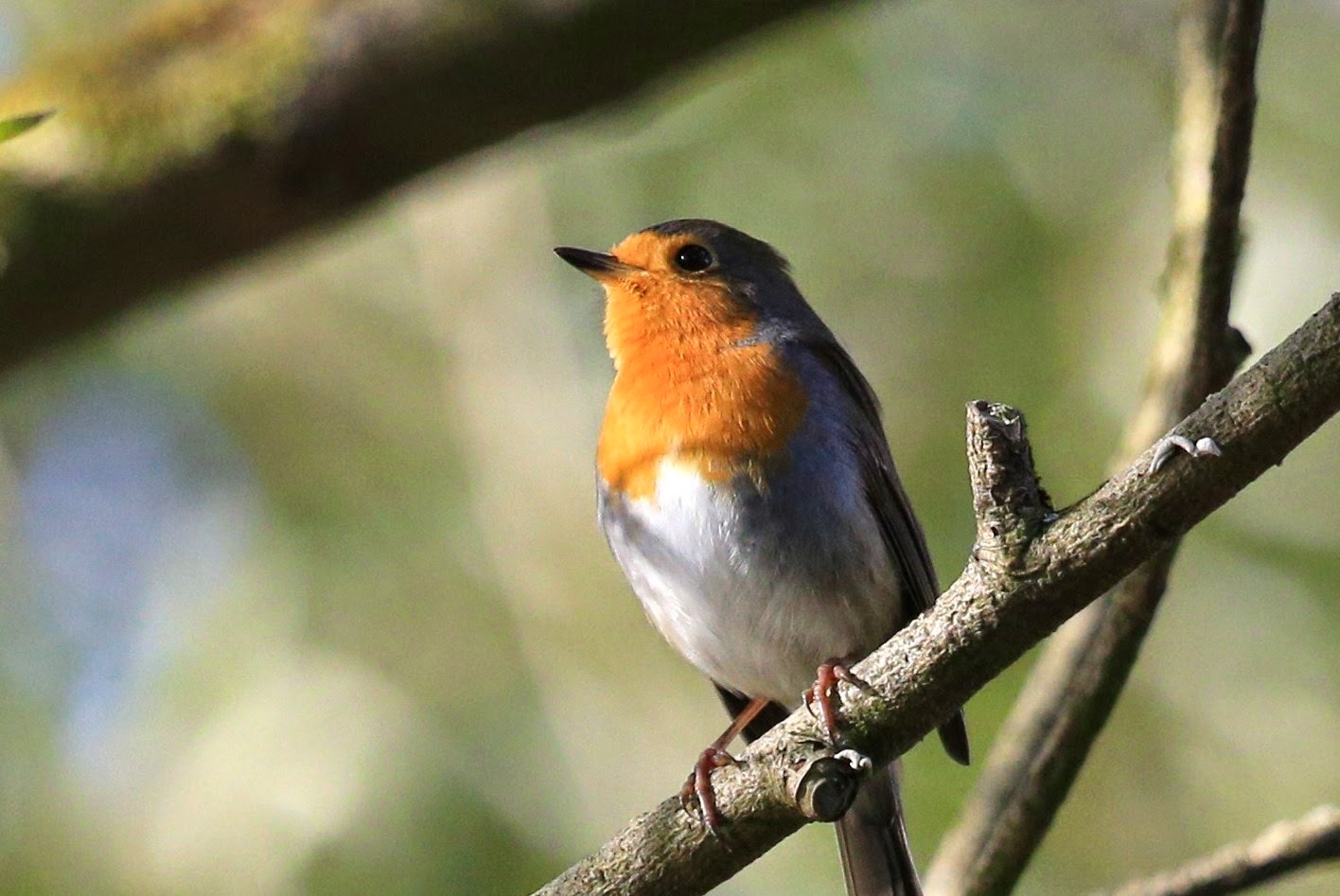 Das Leben Am Niederrhein Meine Rotkehlchen
