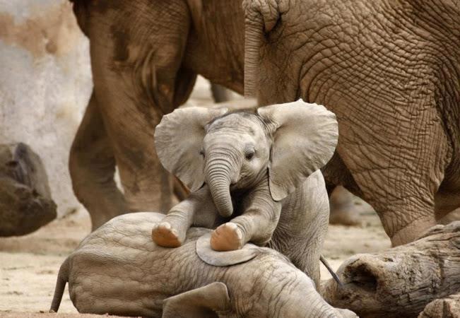 CACHORROS Y ANIMALES - Página 28 Elefante+bebe+cria+jugando+con+los+demas