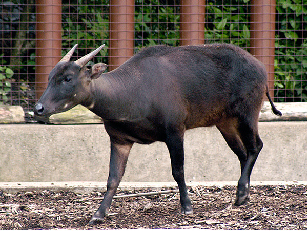Anoa adalah hewan khas provinsi