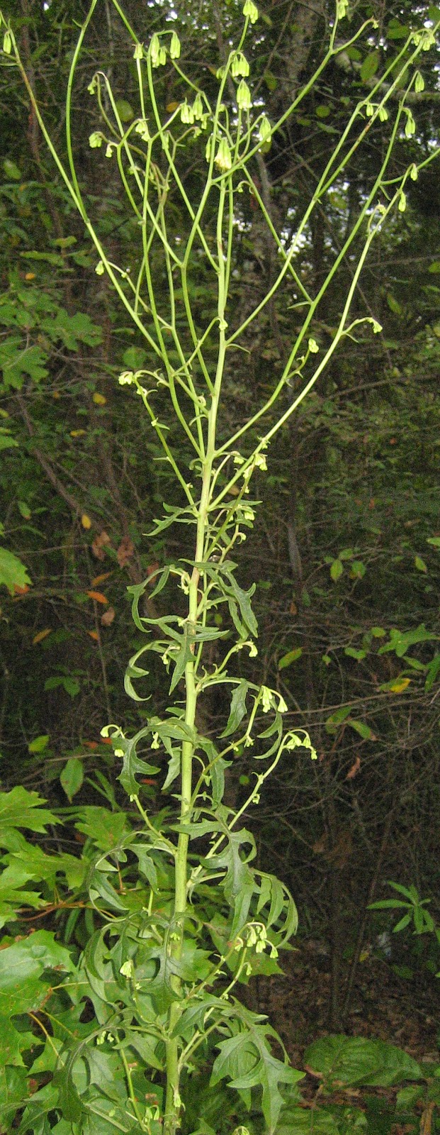 Discovering His Creation: White rattlesnake-root, White lettuce