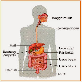 30+ Persamaan Sistem Pencernaan Sapi Dan Manusia Gif