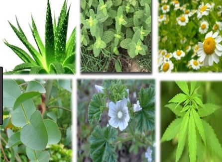 Plantas medicinales Imágenes
