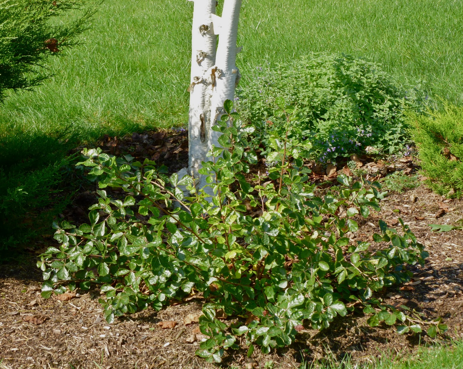 Warner Nursery News And Tidbits Gro Low Fragrant Sumac