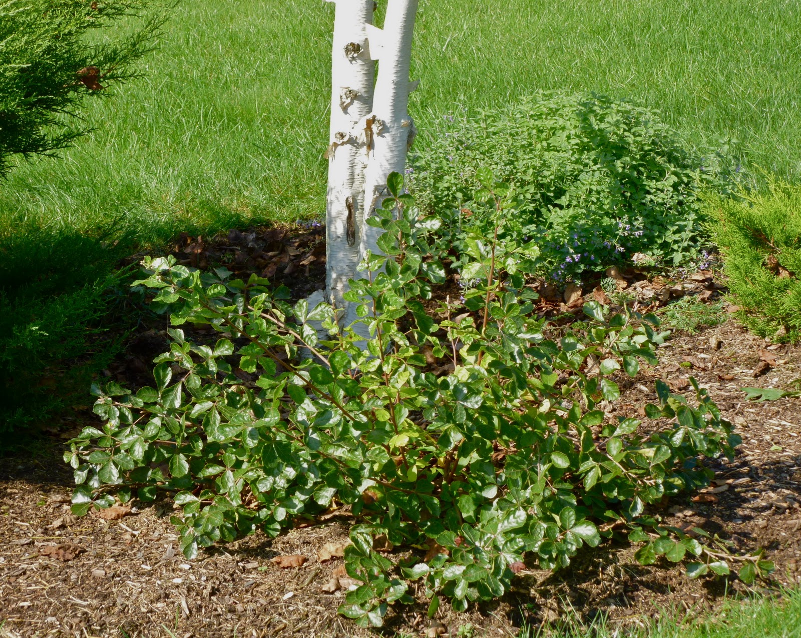 Plant Inventory At 20 Timothy Rhus Aromatica Fragrant Sumac