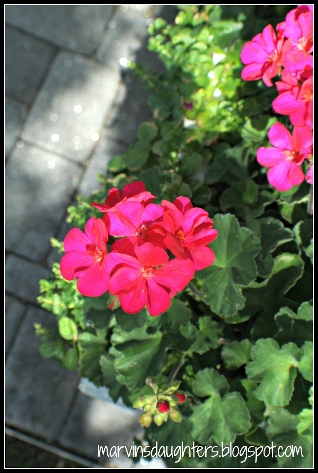 MarvinsDaughters Window Box Geraniums