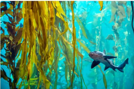Visit Monterey Bay Aquarium (online).