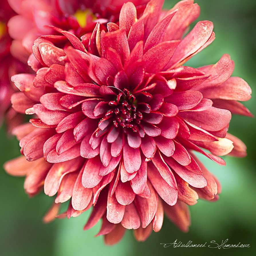 Pictures Of Chrysanthemum Flowers Beautiful Flowers