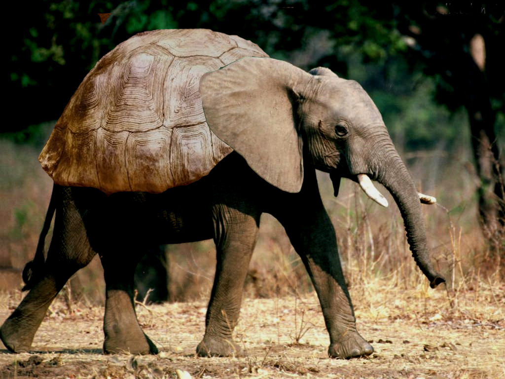 Elephant And Turtle