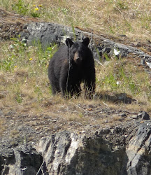 Bear. Well Duh! How many of you thought that was an elephant.