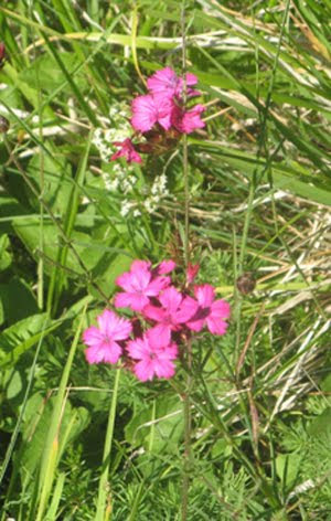 Dianthus carthusianorum; (Garofano dei certosini)