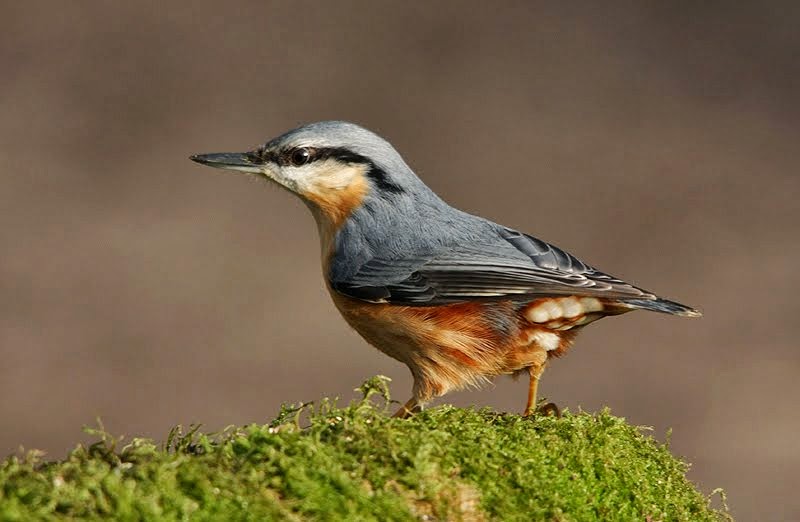 Nuthatch