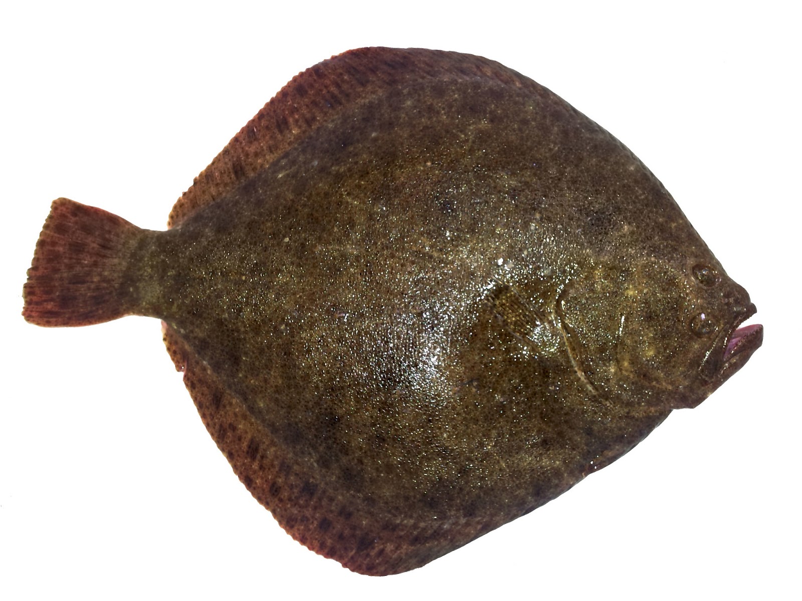 EL RODABALLO pescAvante, Mayorista de Pescado La Coruña