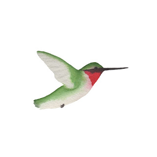 watercolor, hummingbird, watercolor hummingbird, ruby throated hummingbird, Anne Butera, My Giant Strawberry